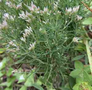 Oldman's cap(Polycarpaea corymbosa)