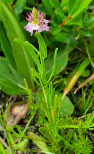 Drumheads(Polygala cruciata)