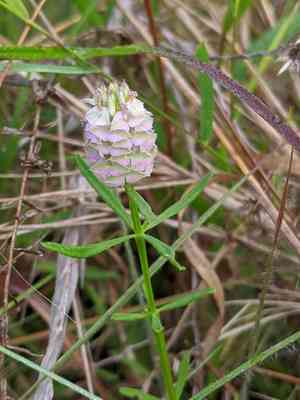 Drumheads(Polygala cruciata)