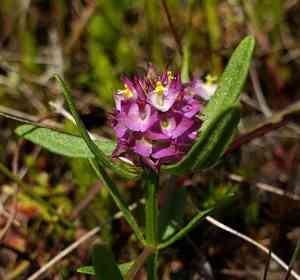 Drumheads(Polygala cruciata)