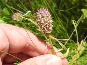 Drumheads(Polygala cruciata)