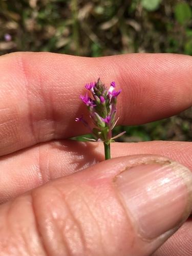 Procession flower (Polygala incarnata) Care Guide: Pests, Diseases ...