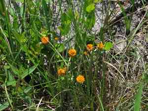 Orange milkwort(Polygala lutea)