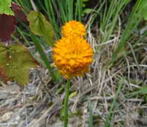 Orange milkwort(Polygala lutea)