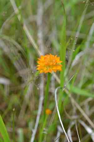 Orange milkwort(Polygala lutea)