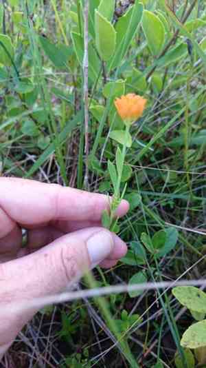 Orange milkwort(Polygala lutea)