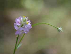 Maryland milkwort(Polygala mariana)