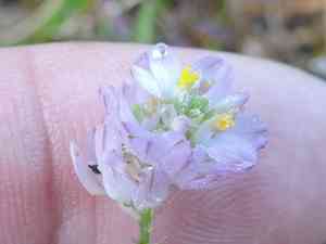 Maryland milkwort(Polygala mariana)