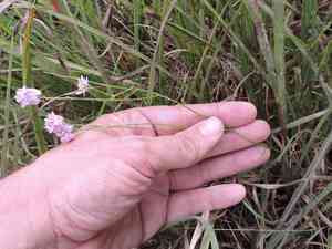 Maryland milkwort(Polygala mariana)