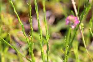 Maryland milkwort(Polygala mariana)