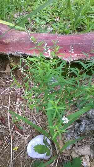 Bubblegum plant(Polygala paniculata)