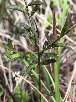 Bubblegum plant(Polygala paniculata)