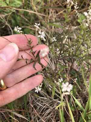 Bubblegum plant(Polygala paniculata)