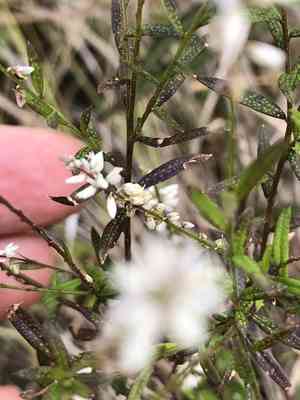 Bubblegum plant(Polygala paniculata)