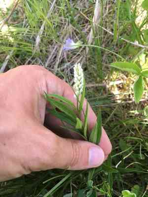 Seneca snakeroot(Polygala senega)