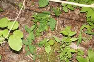Seneca snakeroot(Polygala senega)
