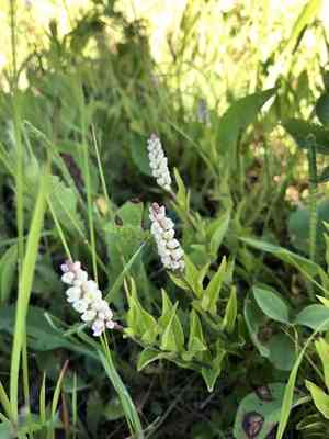 Seneca snakeroot(Polygala senega)