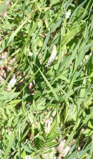 Seneca snakeroot(Polygala senega)