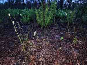 Coastal plain milkwort(Polygala setacea)