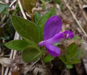 Fringed polygala(Polygaloides paucifolia)