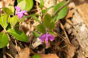 Fringed polygala(Polygaloides paucifolia)