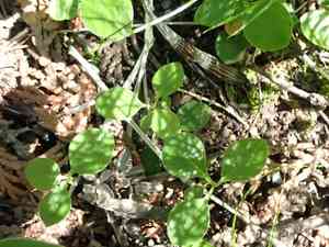 Fringed polygala(Polygaloides paucifolia)