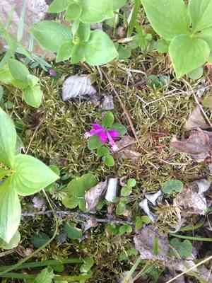 Fringed polygala(Polygaloides paucifolia)