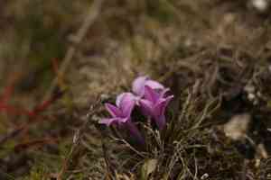 Polygonatum hookeri(Polygonatum hookeri)