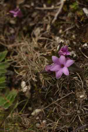Polygonatum hookeri(Polygonatum hookeri)