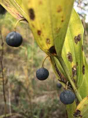 Angular solomon's seal(Polygonatum odoratum)