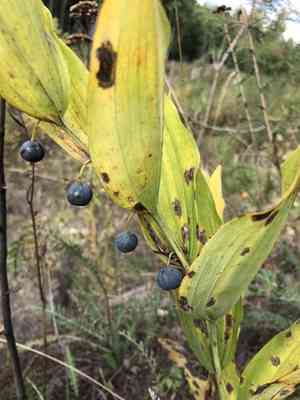 Angular solomon's seal(Polygonatum odoratum)