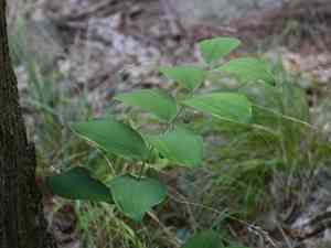 Hairy solomon's seal(Polygonatum pubescens)