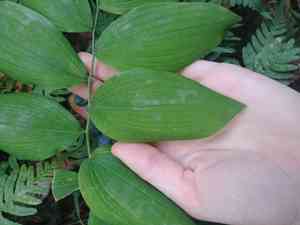 Hairy solomon's seal(Polygonatum pubescens)