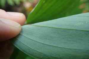 Hairy solomon's seal(Polygonatum pubescens)