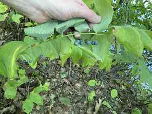 Hairy solomon's seal(Polygonatum pubescens)