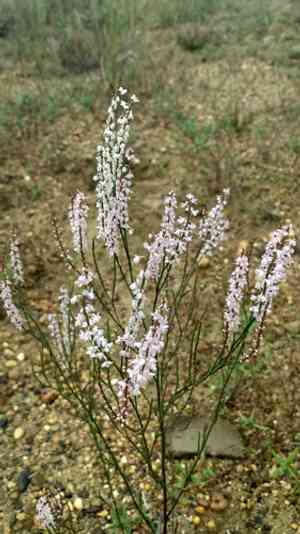 Coast jointweed(Polygonella articulata)
