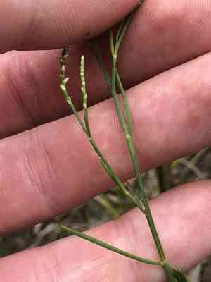 Coast jointweed(Polygonella articulata)