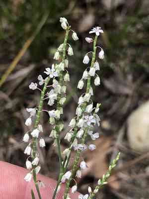 Coast jointweed(Polygonella articulata)