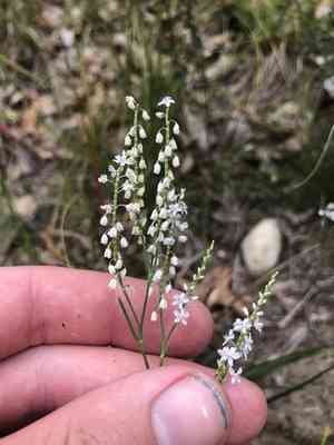 Coast jointweed(Polygonella articulata)
