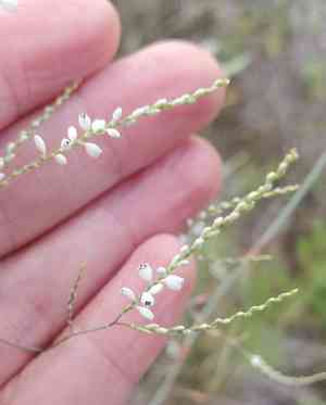Tall jointweed(Polygonella gracilis)