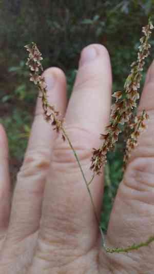 Tall jointweed(Polygonella gracilis)