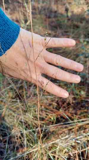 Tall jointweed(Polygonella gracilis)