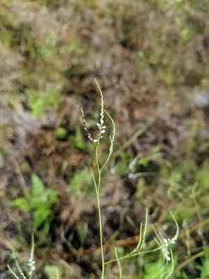 Tall jointweed(Polygonella gracilis)