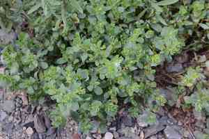 Leathery knotweed(Polygonum achoreum)