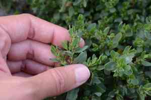 Leathery knotweed(Polygonum achoreum)