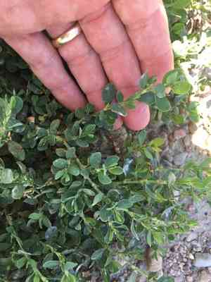 Leathery knotweed(Polygonum achoreum)