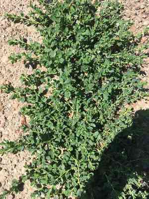 Leathery knotweed(Polygonum achoreum)