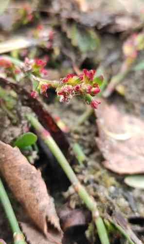 Prostrate knotweed(Polygonum aviculare)