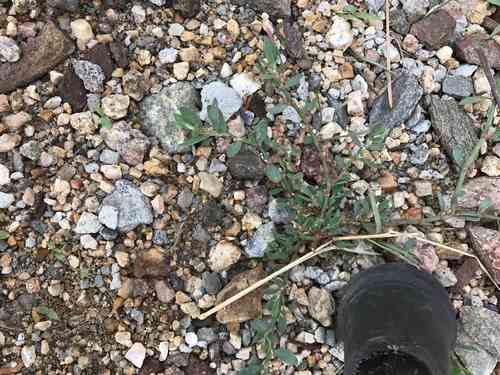 Prostrate knotweed(Polygonum aviculare)