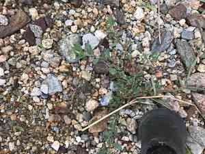 Prostrate knotweed(Polygonum aviculare)